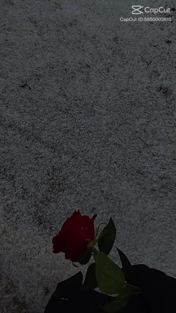 @꧂ أمـْـْْـْ آدمـْـْْـْ canısı