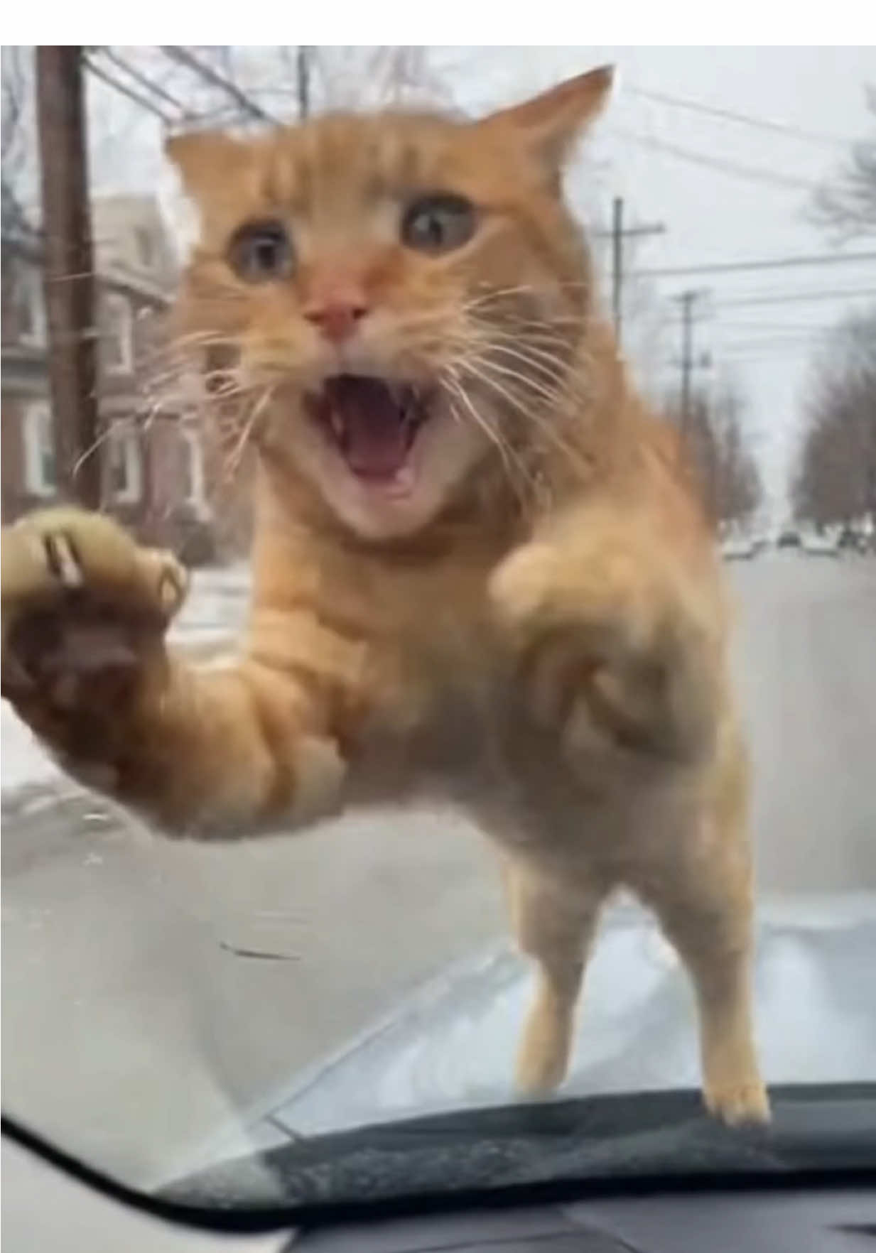 @猫咪历险记