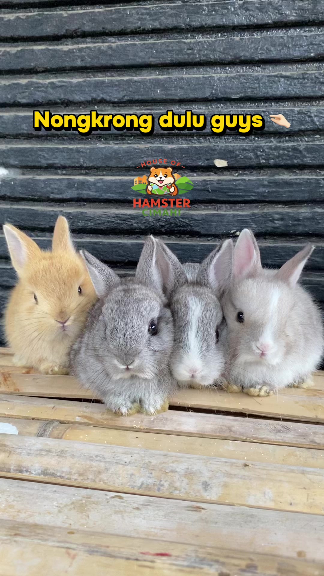 @House of Hamster Cimahi