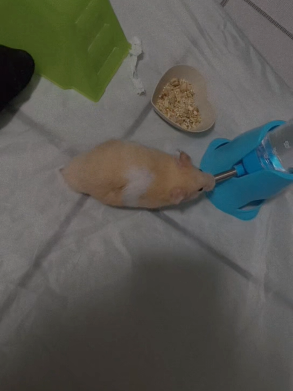 @Diariodeunhamster❤️🐹