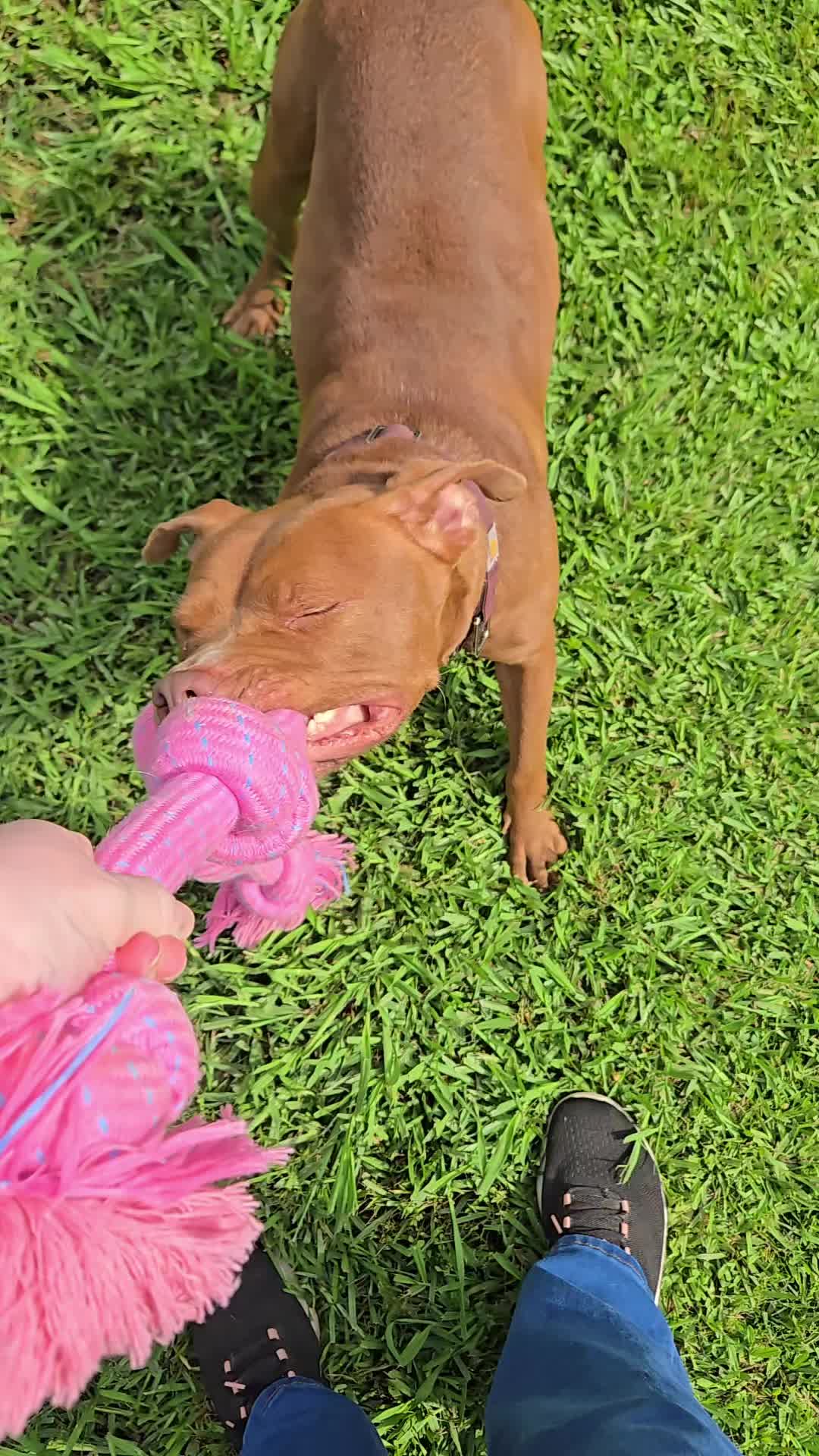 @Kristin & Diesel the Pittie 💕