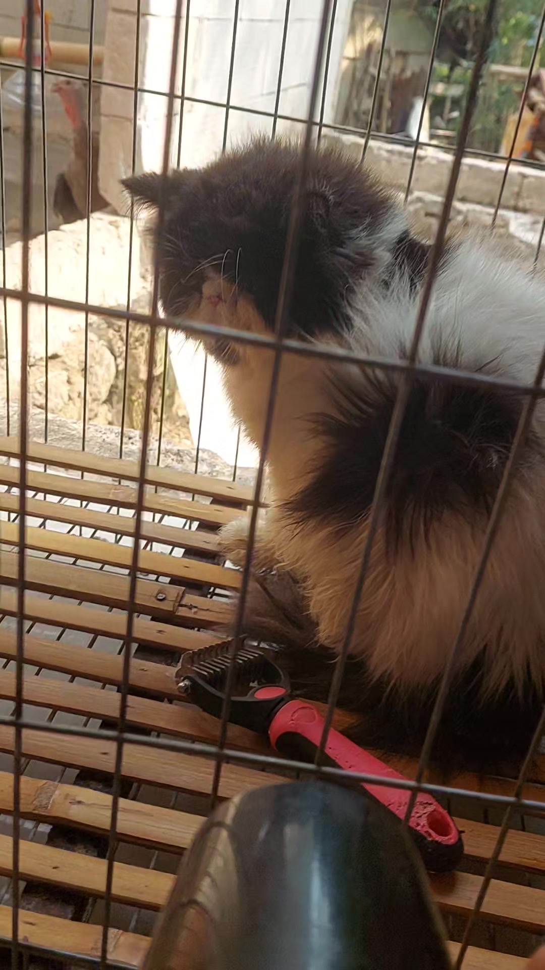 @Cileunyi Rabbit