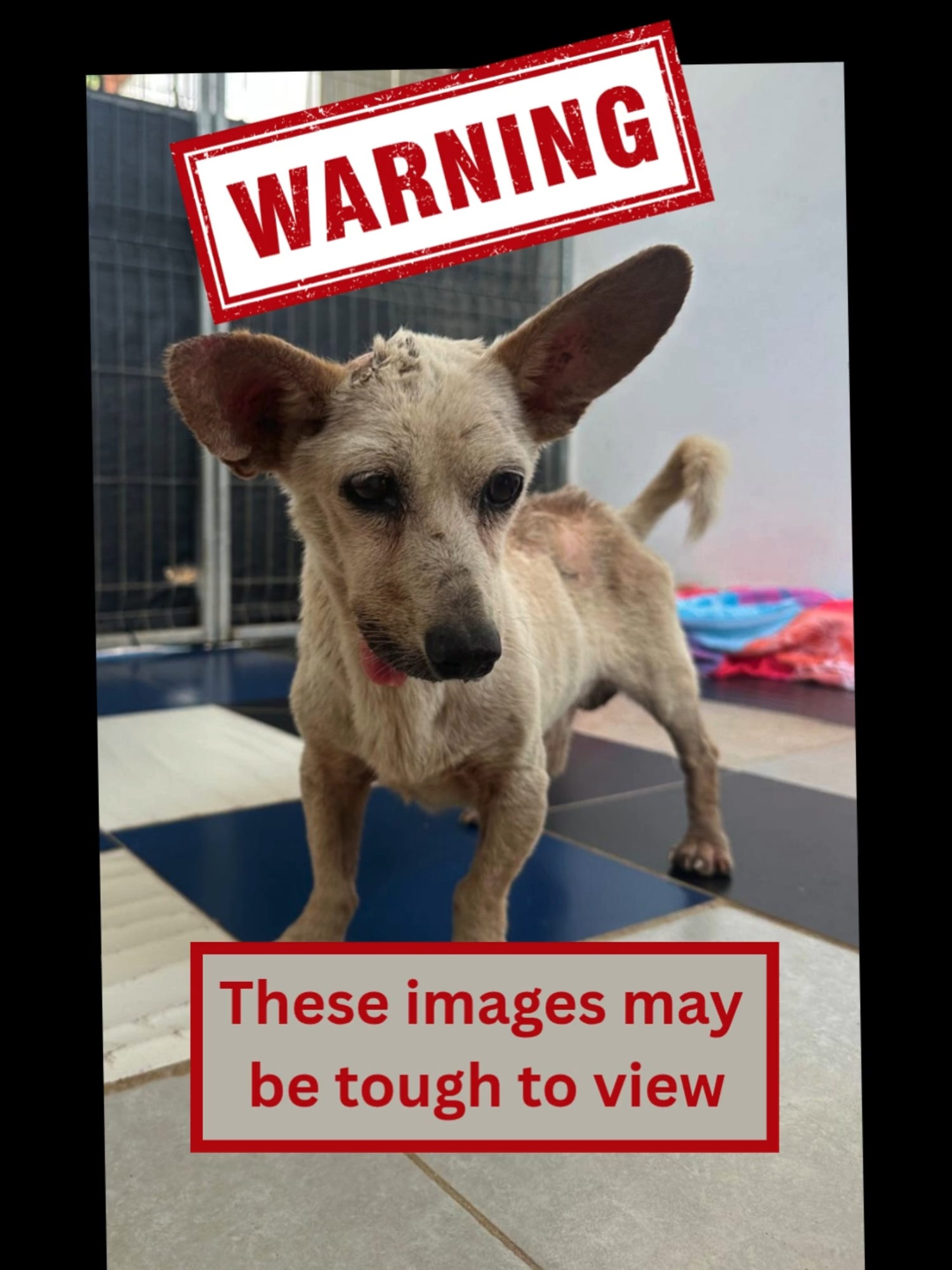 @A Dogs New Life