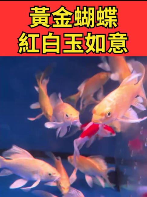 @招財魚水族館