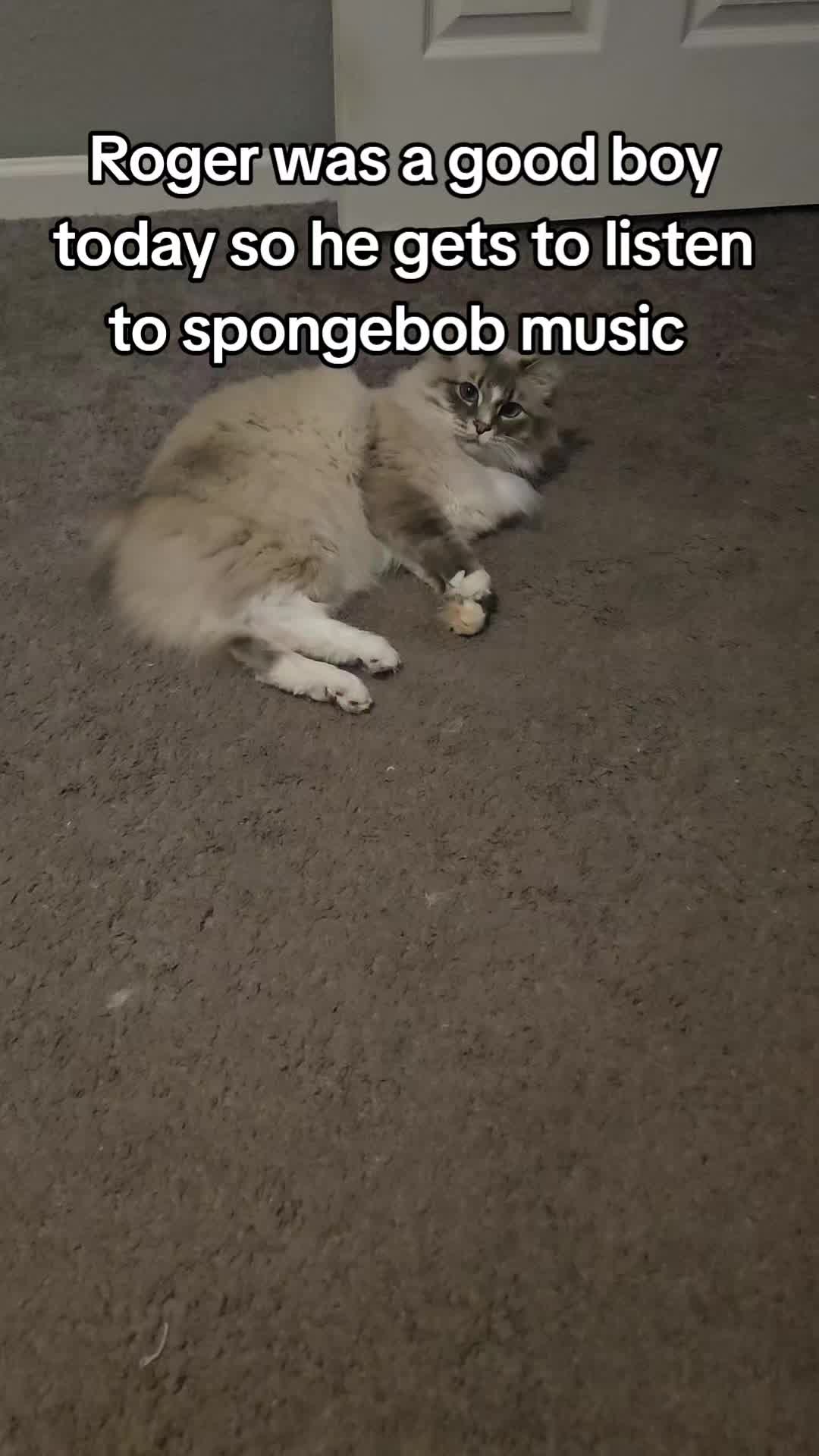 @rogerbiscuits