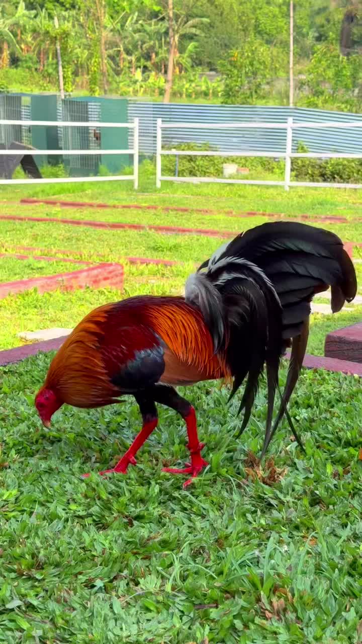 @Zoren ka manok tv