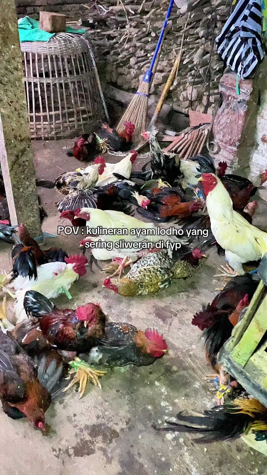 @Ayam Lodho Bu Sri