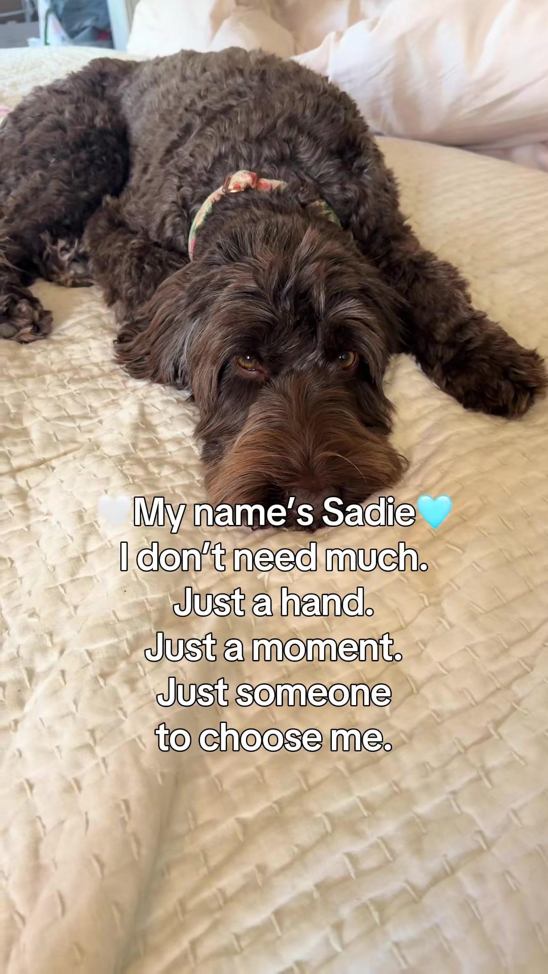 @Sadie the Doodle
