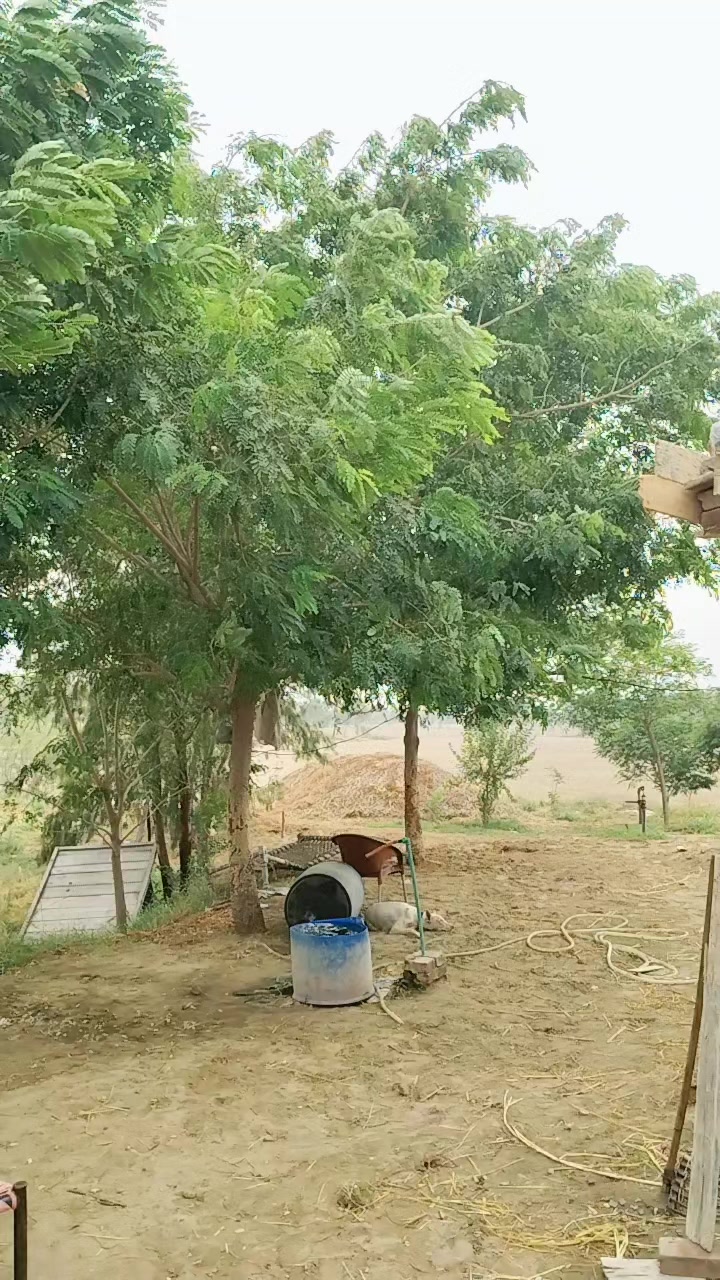 @chodri Shahzad
