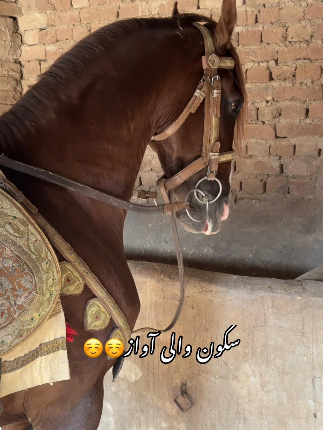 @Sameerx653