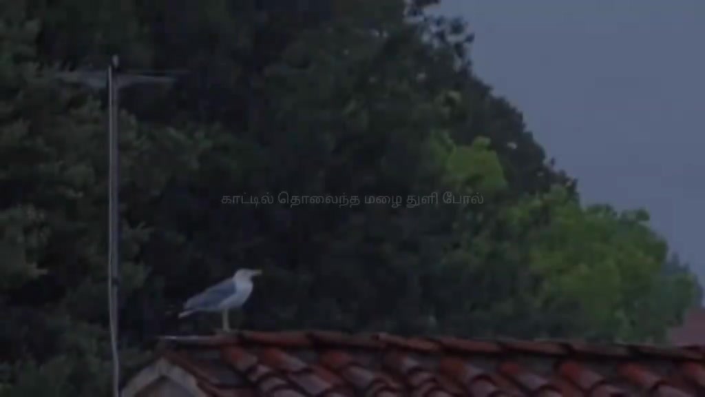 @thalapathy