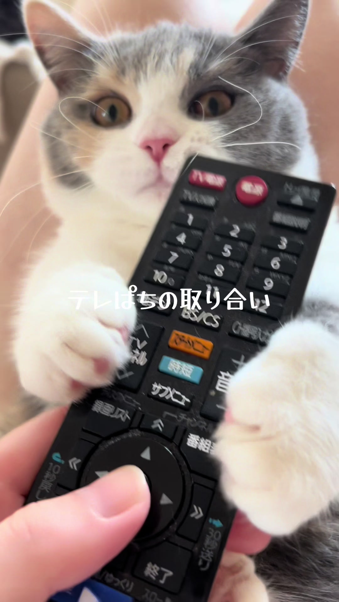 @うにぽて