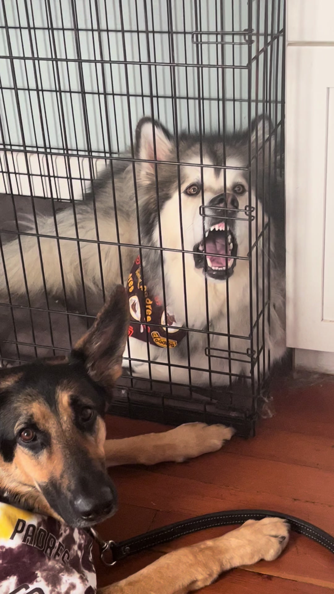 @KokaKoaTheAlaskanMalamute