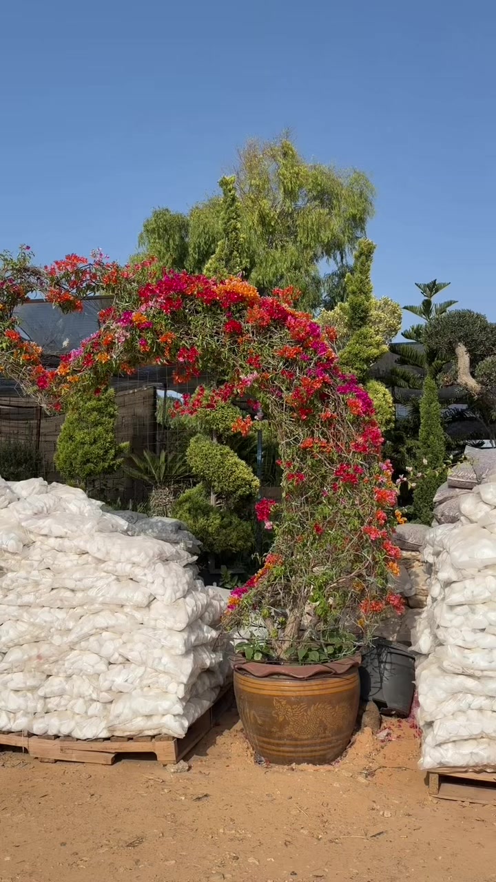 @مشتل البركة