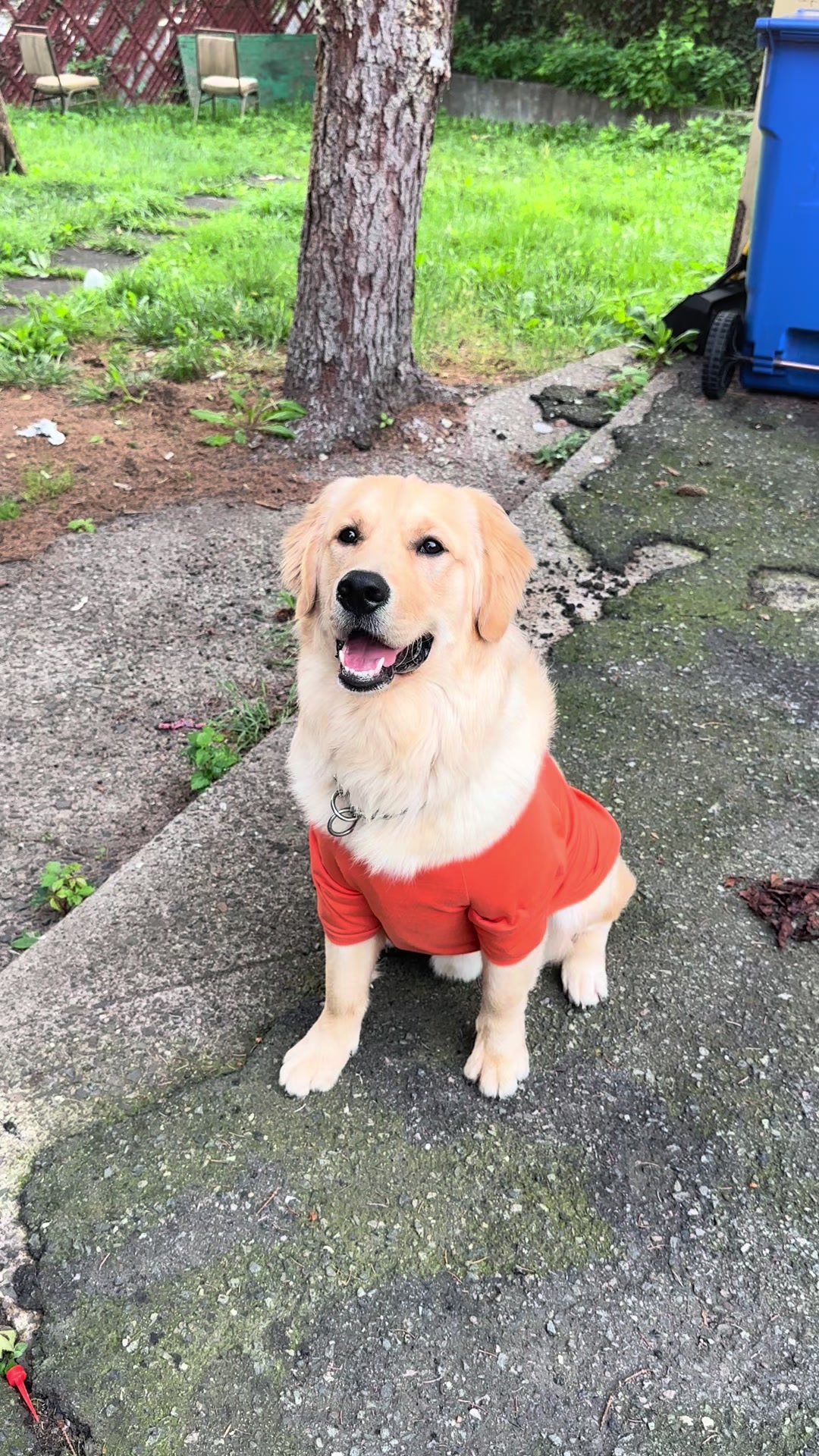 @Thebestgoldenlife