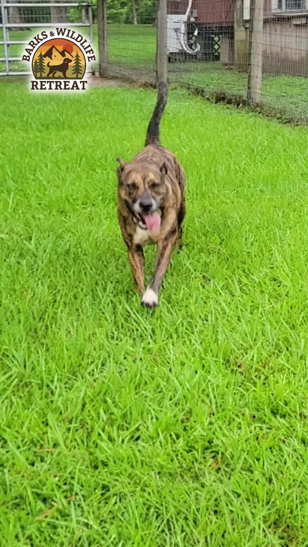 @Barks & Wildlife Longville LA
