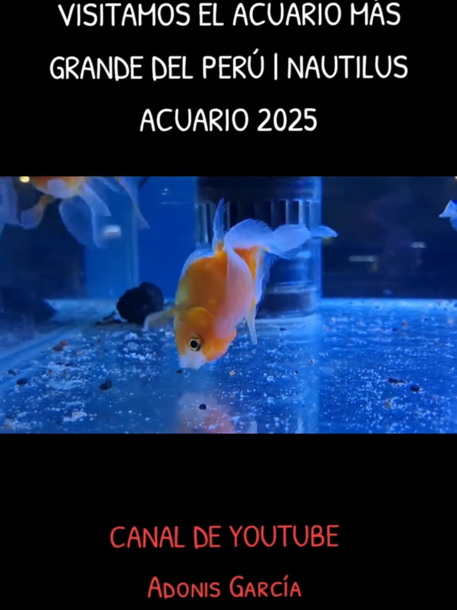 @Adonis García