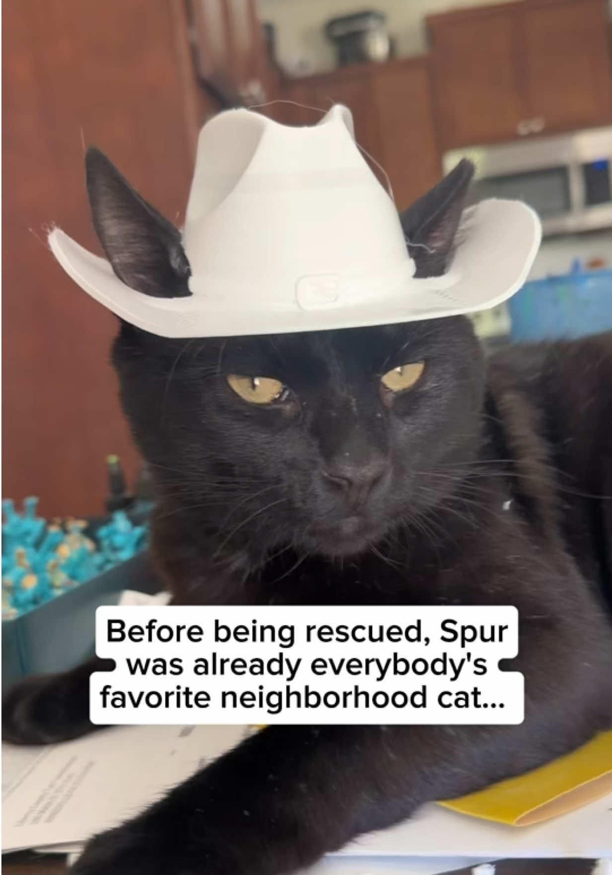 @Adopt a Pet