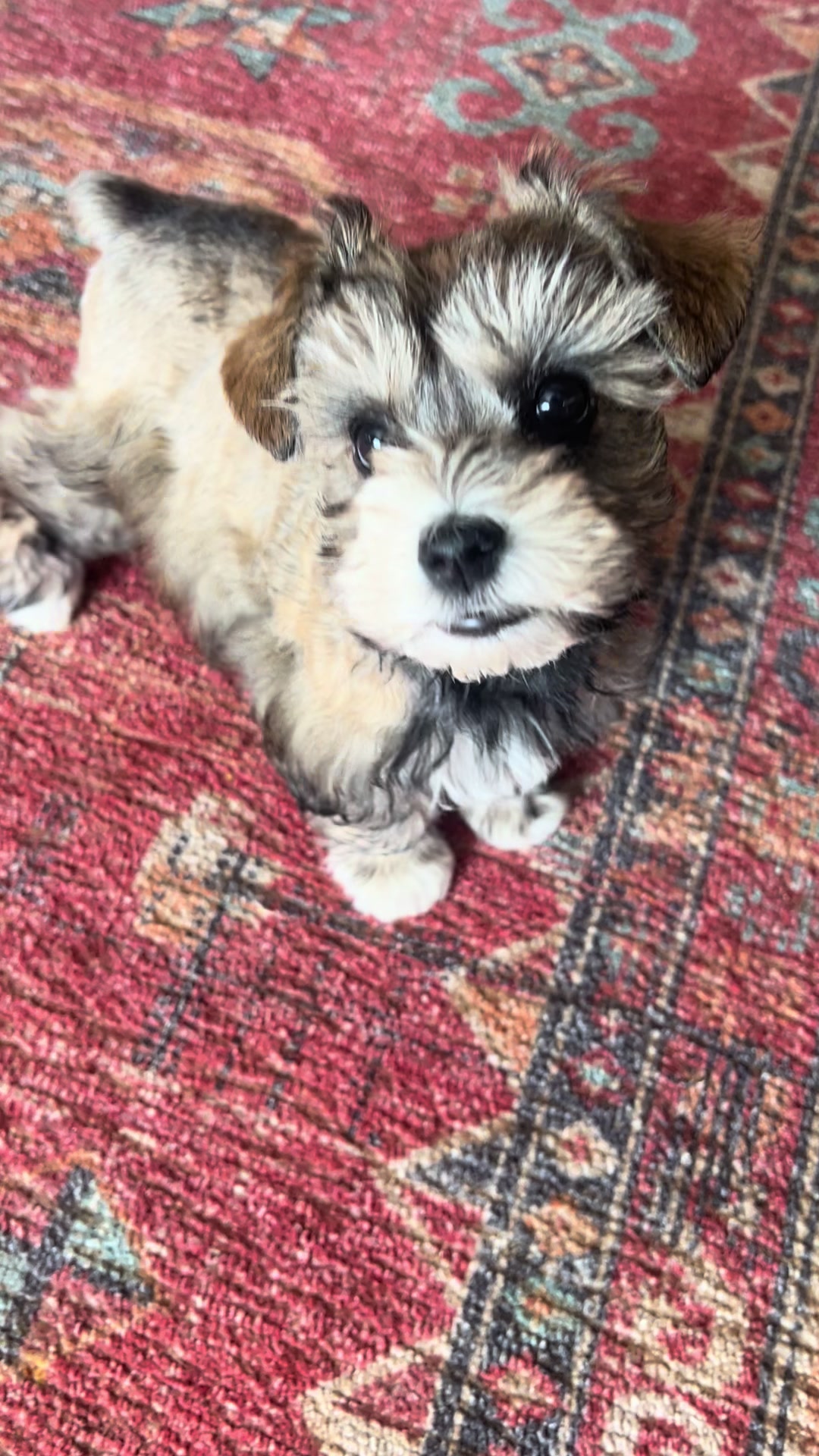 @Black Creek Kennels Schnauzers