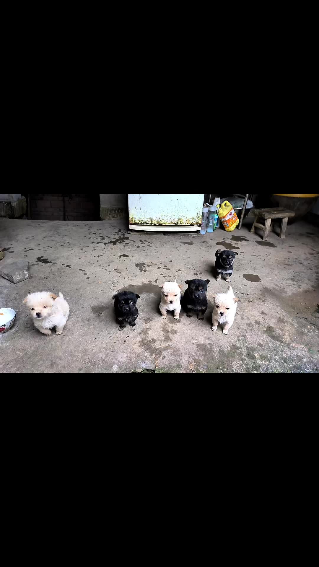 @Pet World Hub