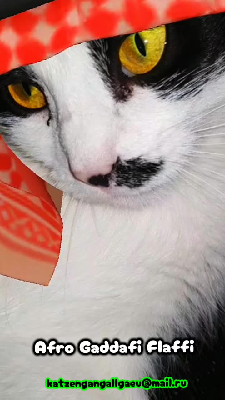 @katzengangallgaeu