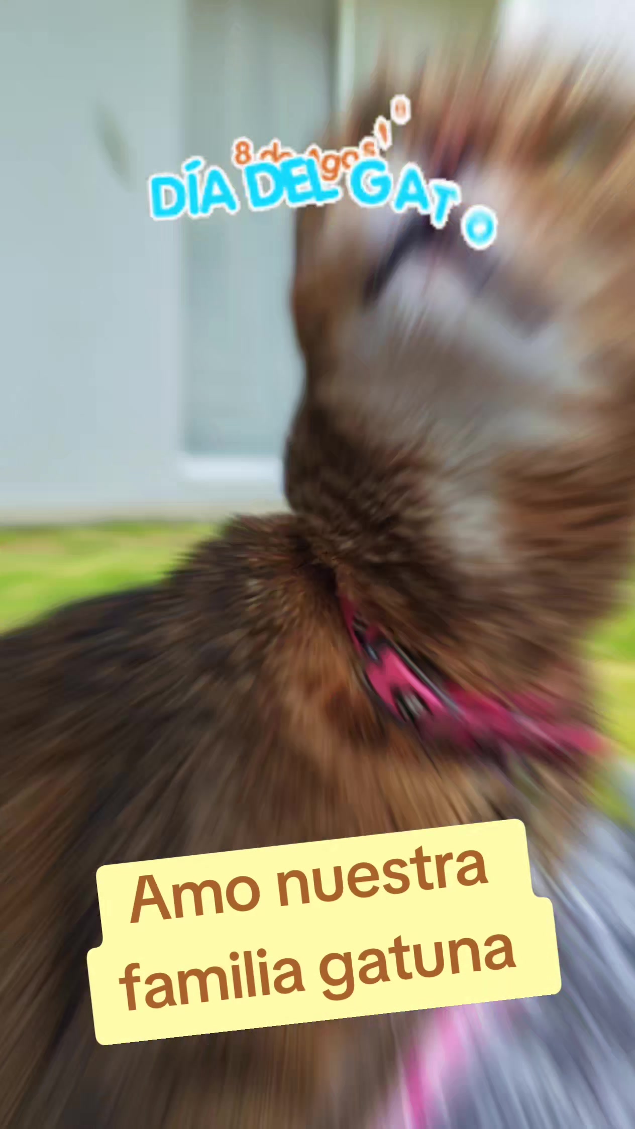 @Michi Cats