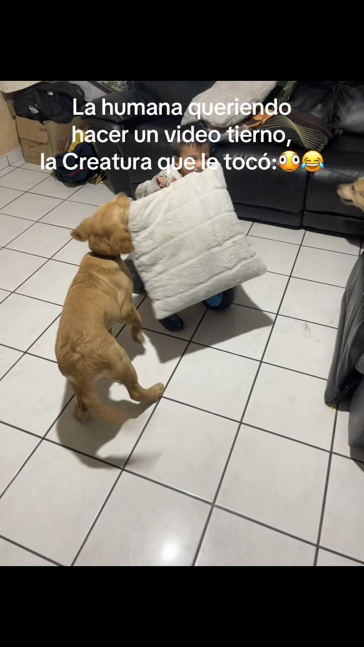 @Dog’s life 🐕
