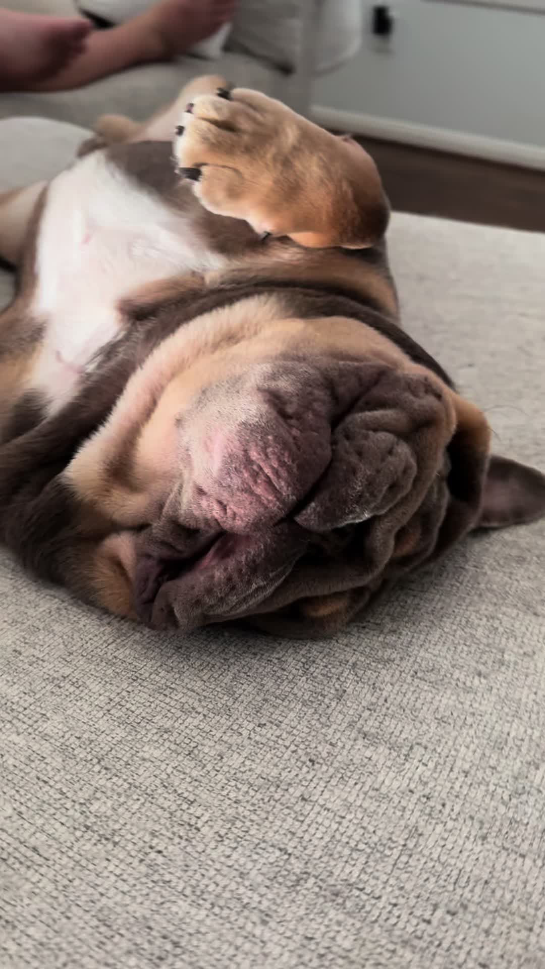 @RawlsTheBulldog