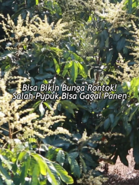 @adyrajalengkeng