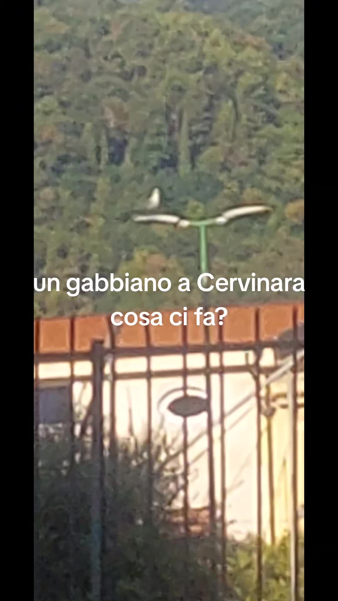 @Gino Marro