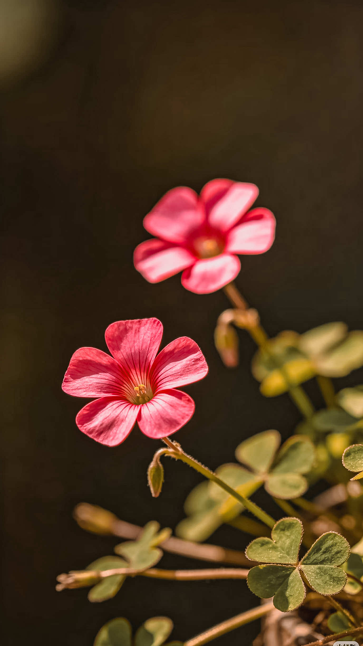 @𝑻𝒂̂𝒏 𝑻𝒉𝒊