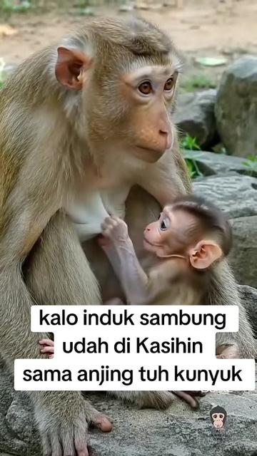 @babah zikri