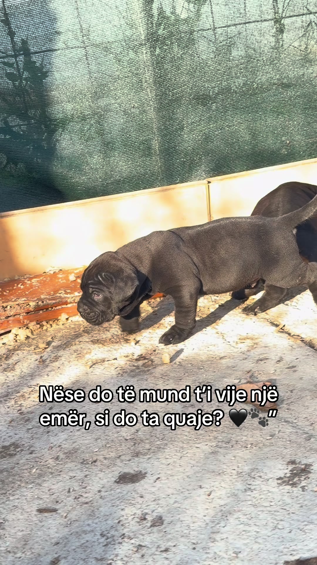 @NeroCaneCorsoKennel