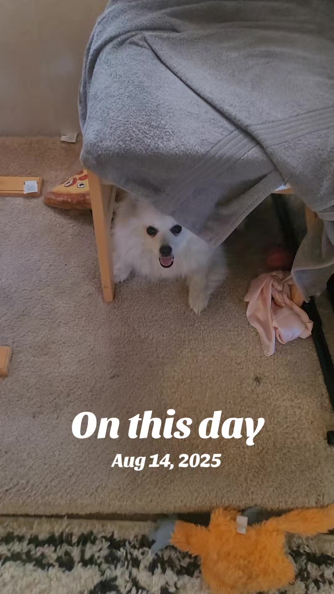 @Jayne(Janaya)✝️🐾☕️