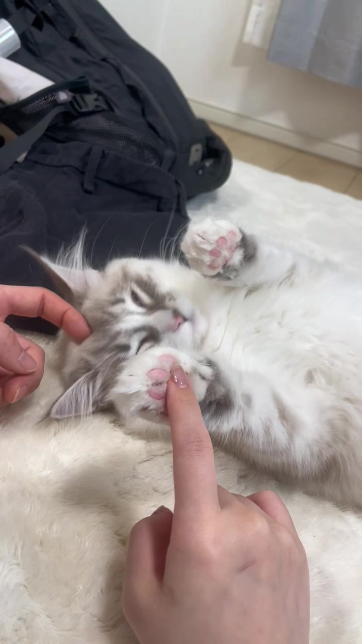 @サイベリアンのおふぃおさま