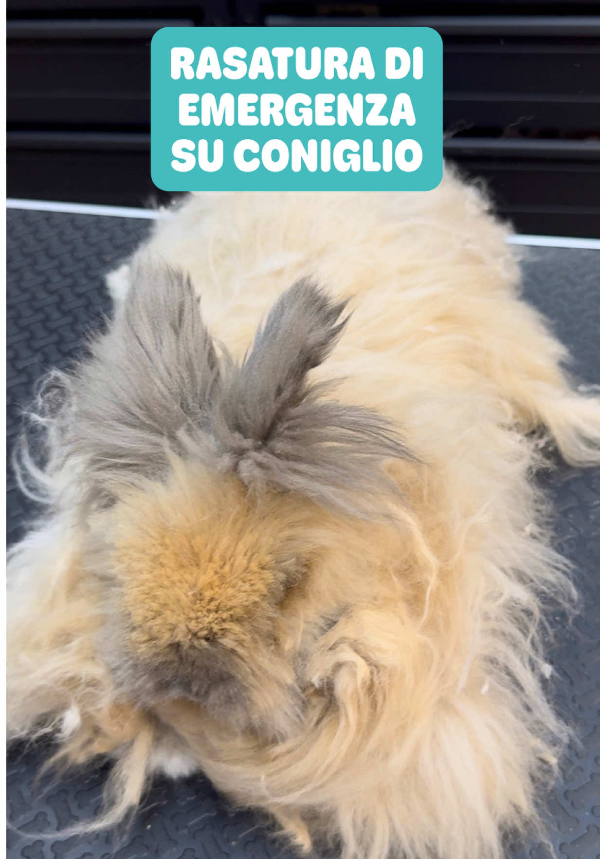 @Palle di pelo - Toelettatura