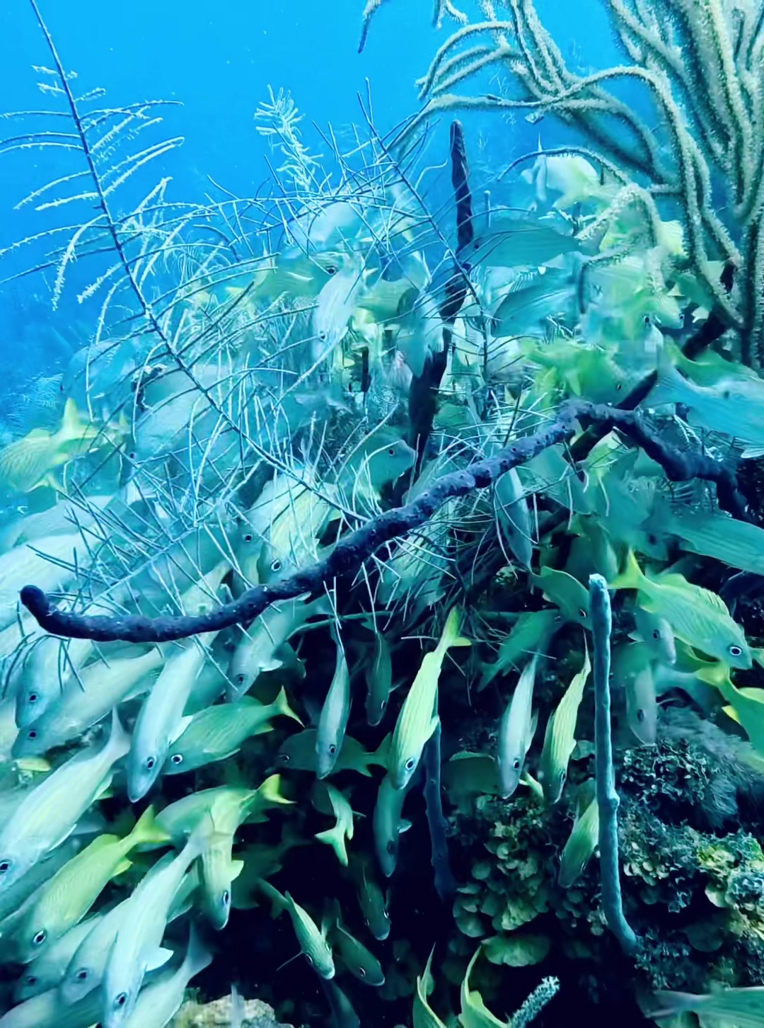 @oldnewdiver
