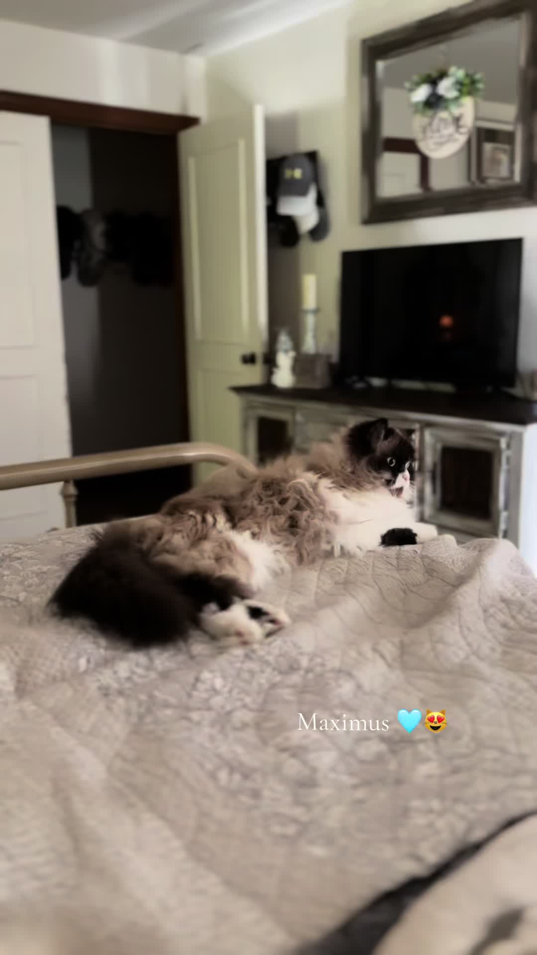 @𓃠Melissa’s𝟙𝟘LilFluffs𓃠