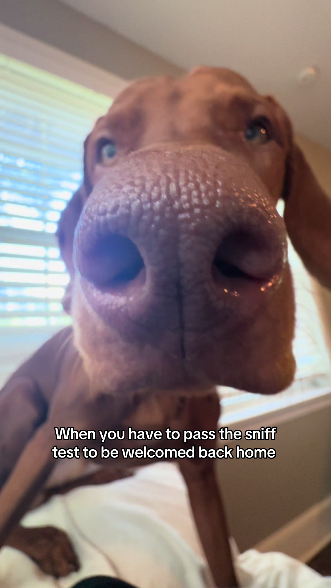 @Tycho the vizsla