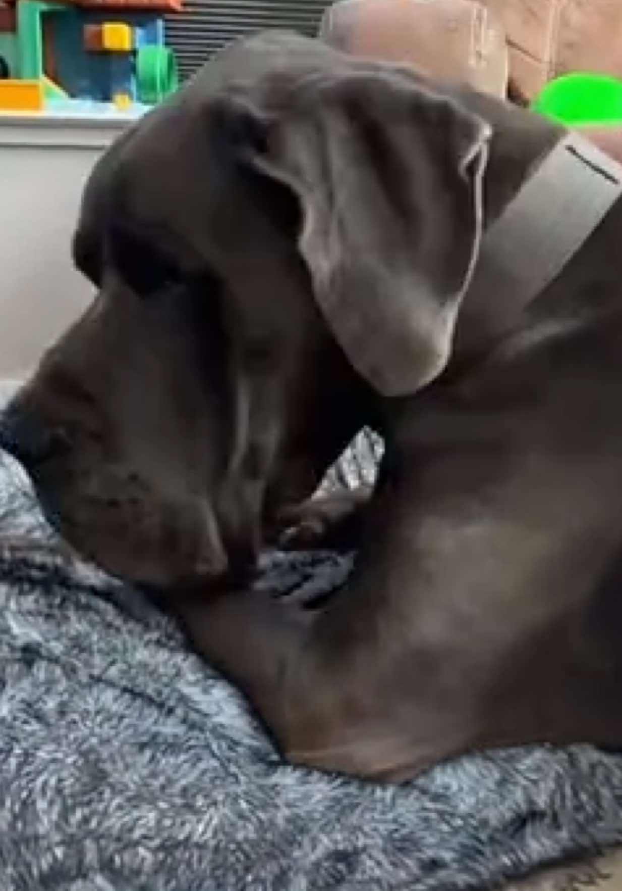 @GUNNER | Great Dane