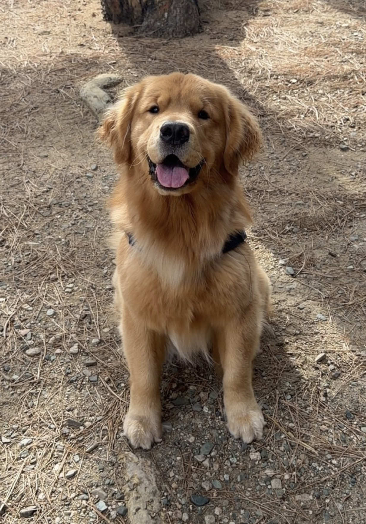 @Romeo the Retriever