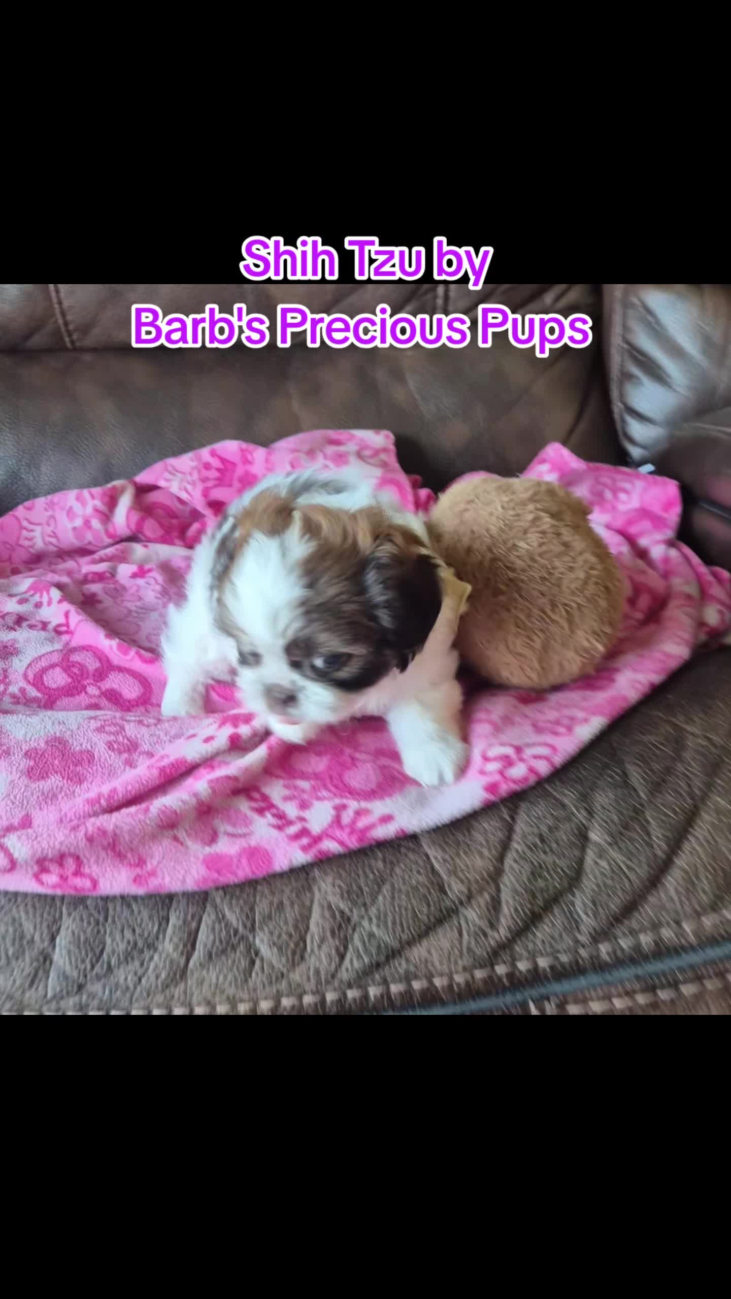 @Barb's Precious Pups