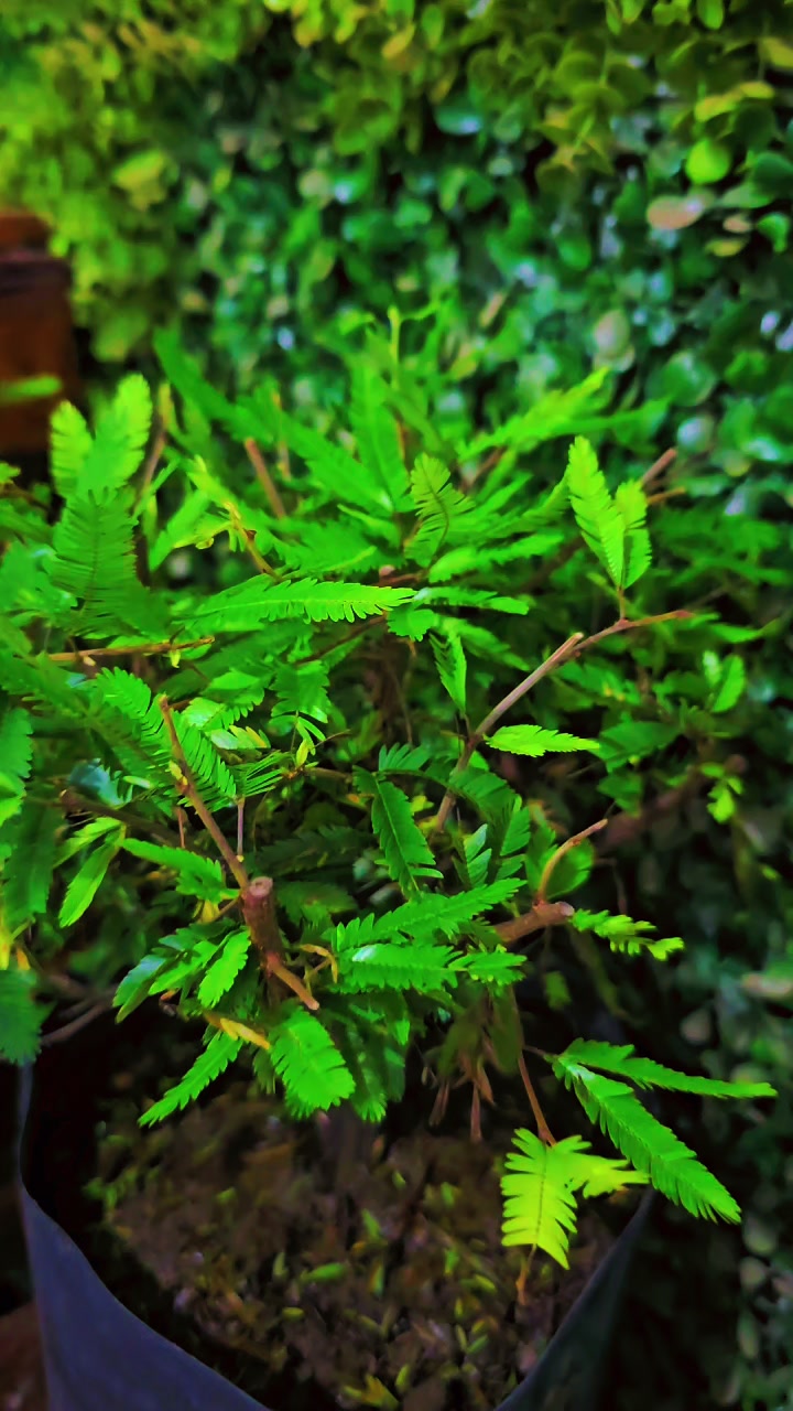 @Green House bonsai