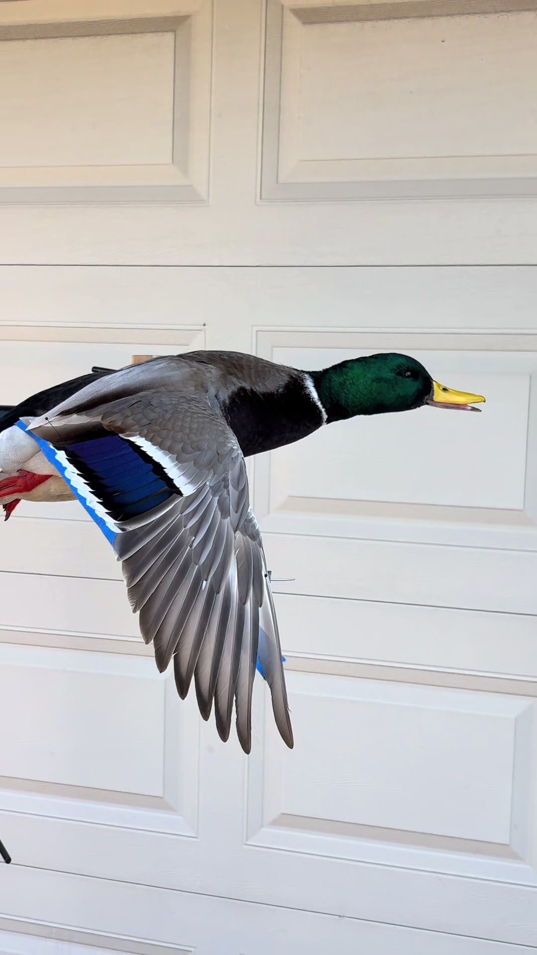@Luke’s Wildlife Taxidermy