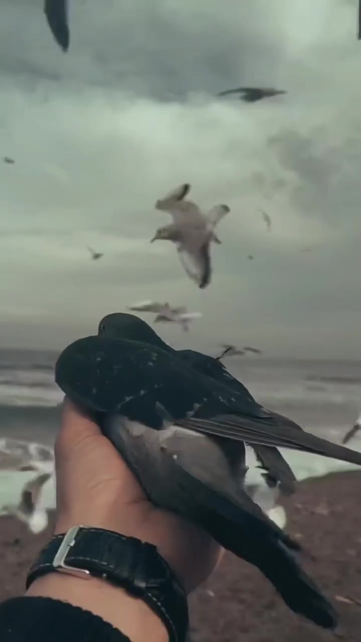 @chaudharysalman