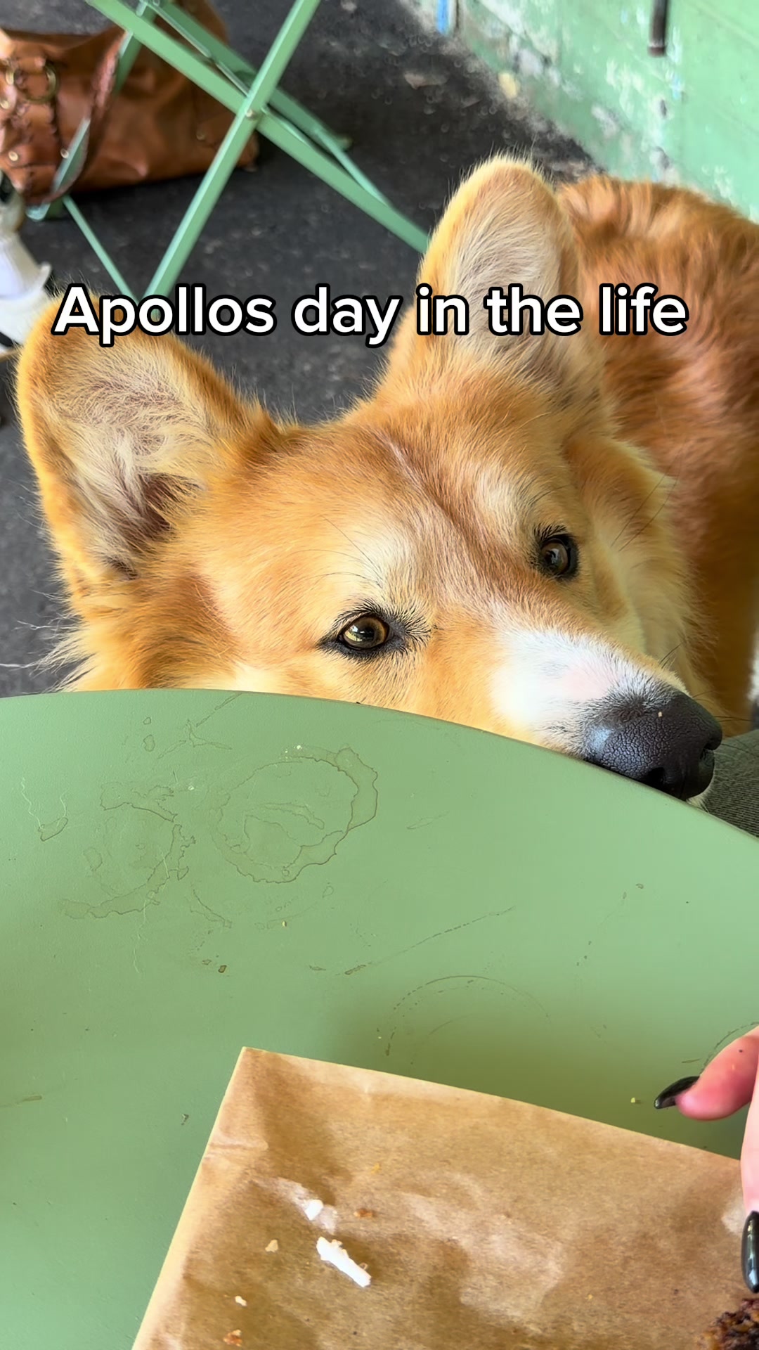 @apollothecorgimute