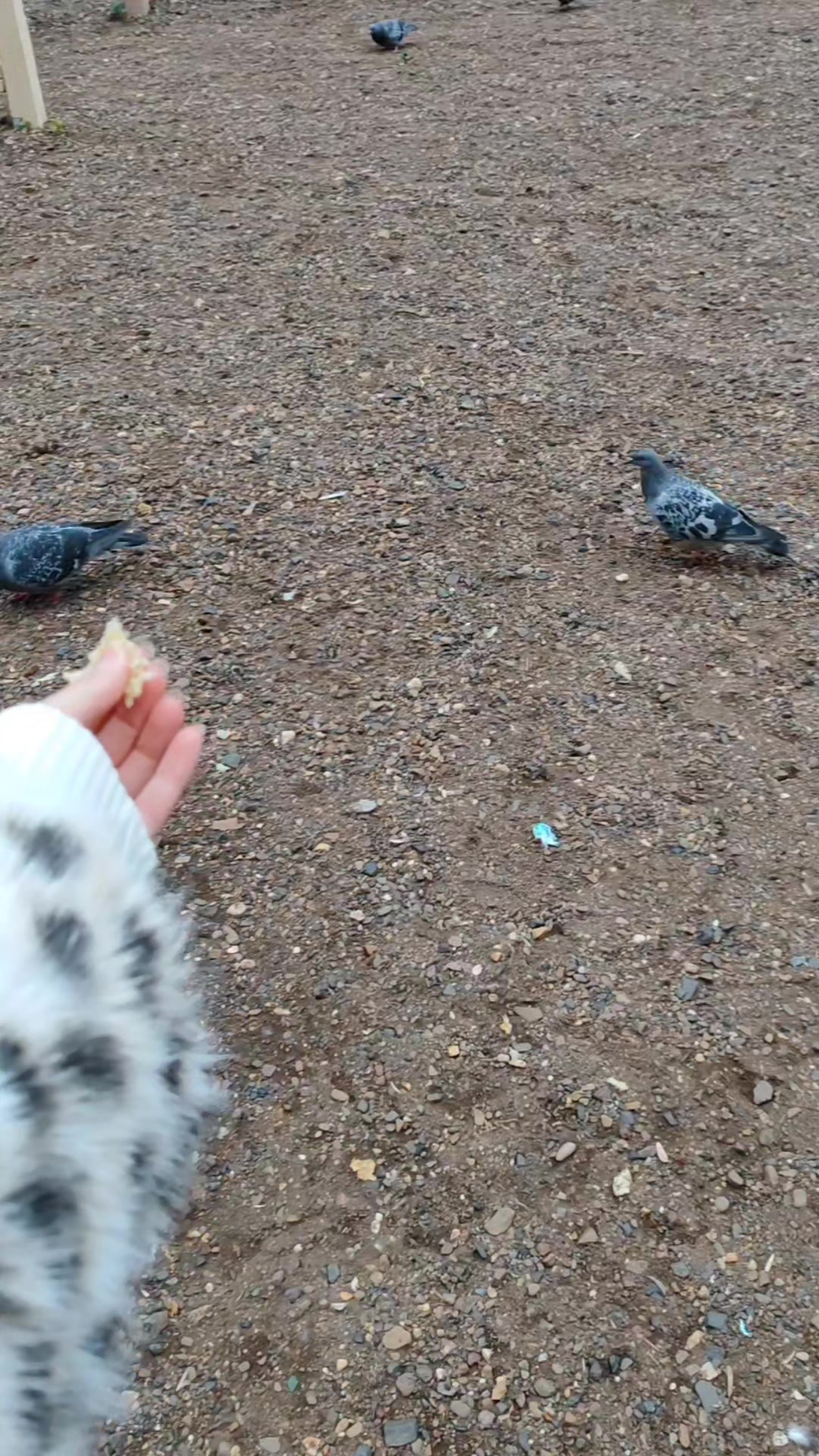 @кьюти мафи >_<