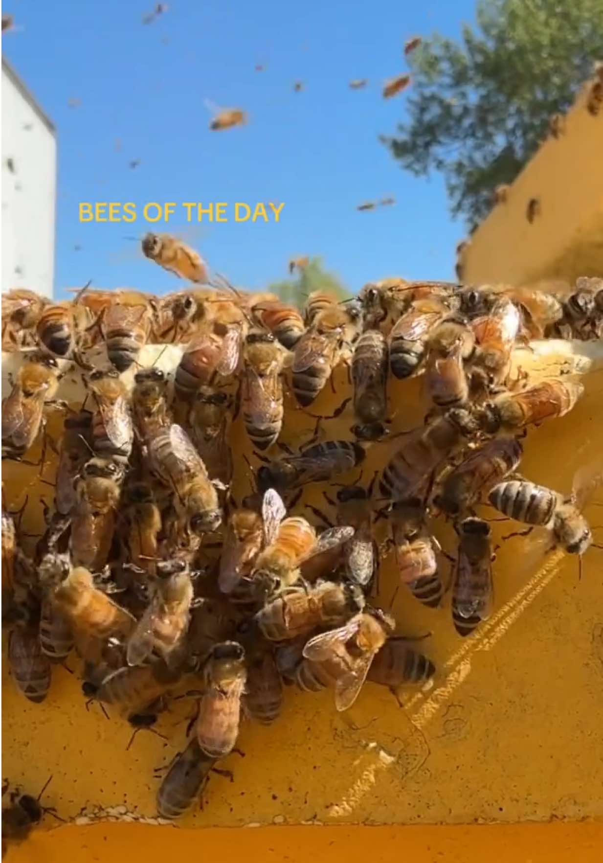 @Björn’s Colorado Honey