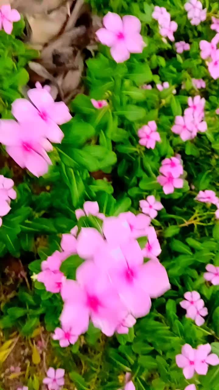@S.M sameen 098