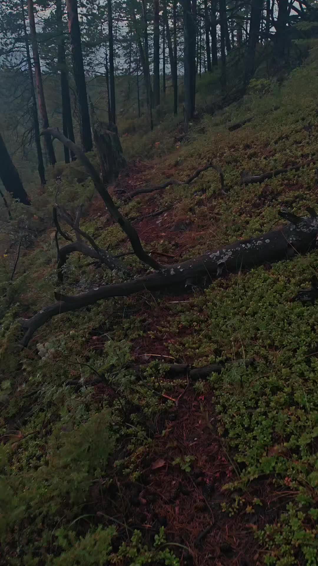 @ᛉSteve_Nybikᛉ